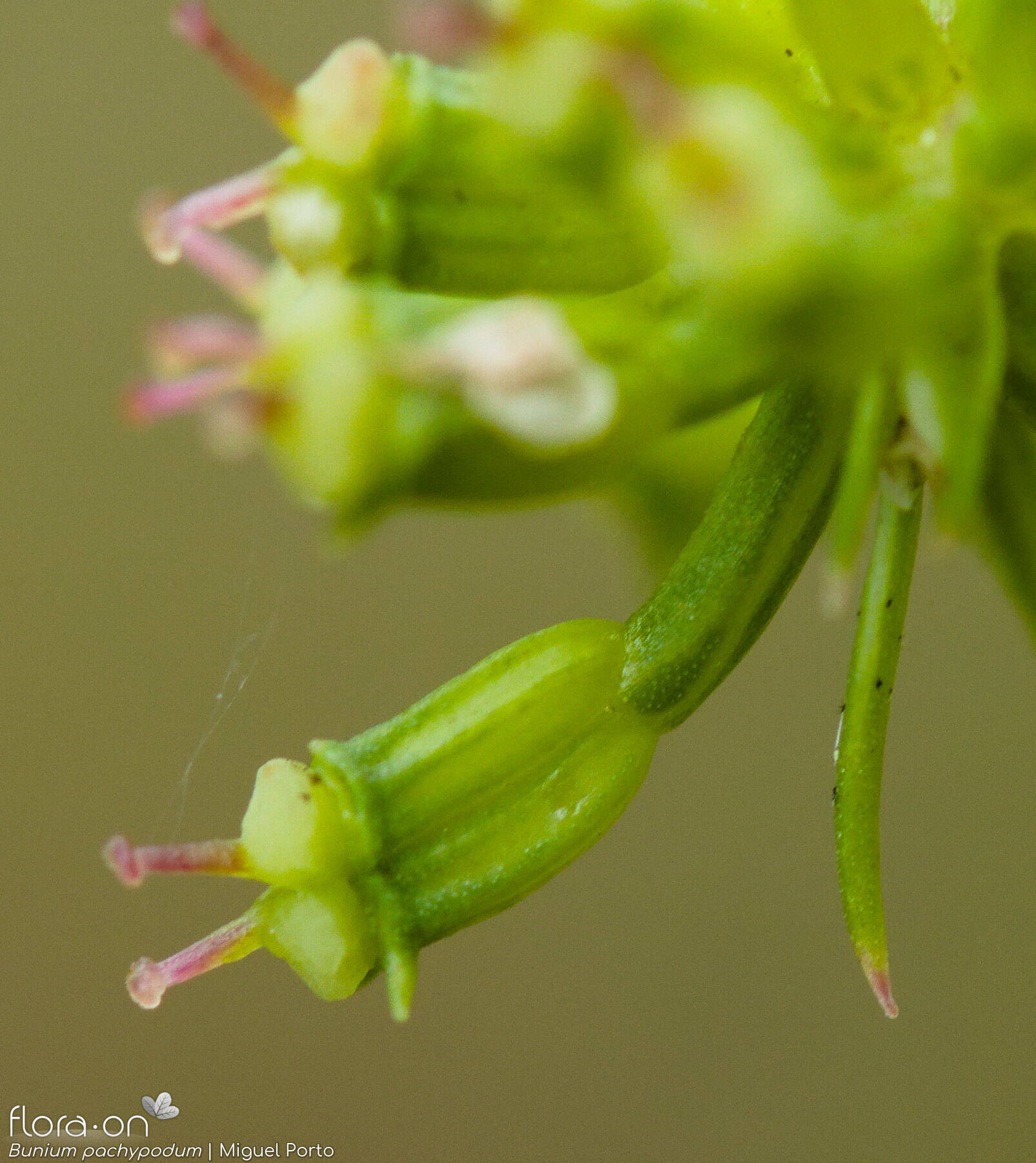 Bunium pachypodum - Fruto | Miguel Porto; CC BY-NC 4.0