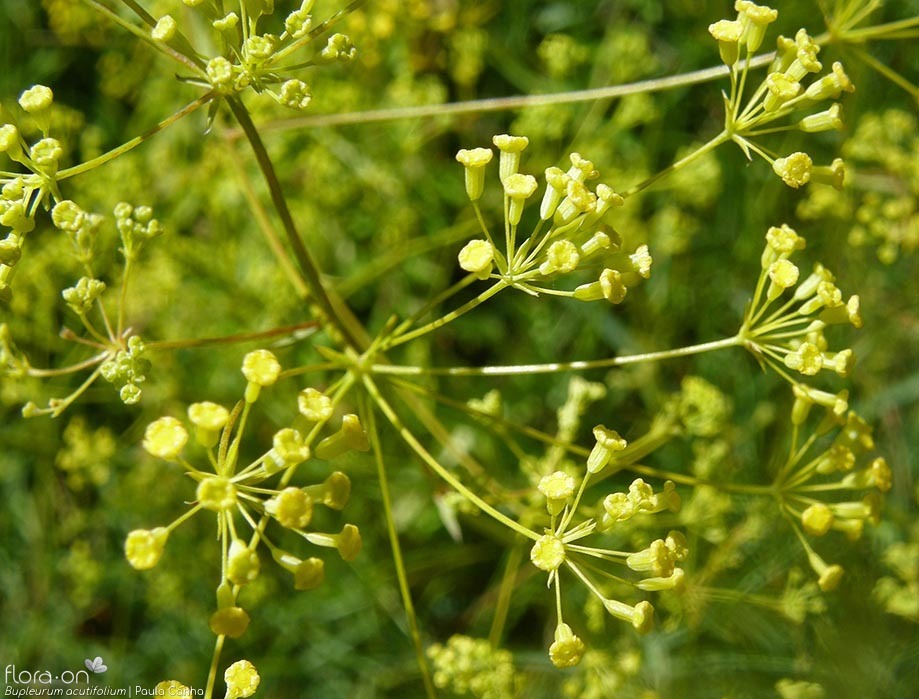 Bupleurum acutifolium - Flor (close-up) | Paula Canha; CC BY-NC 4.0
