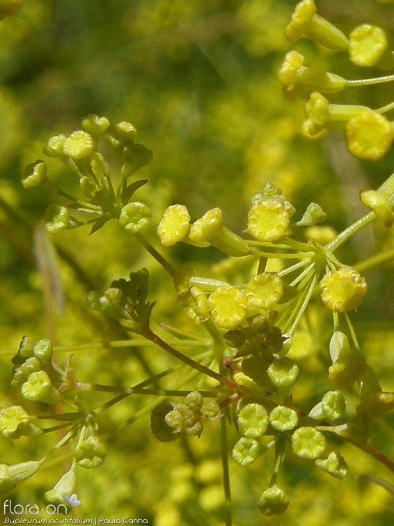 Bupleurum acutifolium - Flor (close-up) | Paula Canha; CC BY-NC 4.0