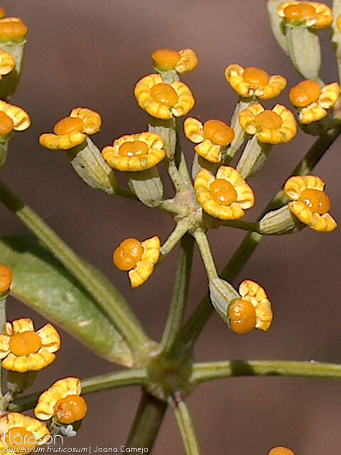 Bupleurum fruticosum - Flor (close-up) | Joana Camejo; CC BY-NC 4.0