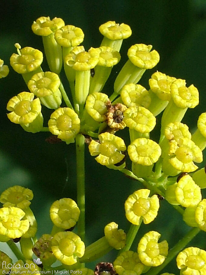 Bupleurum fruticosum - Flor (close-up) | Miguel Porto; CC BY-NC 4.0
