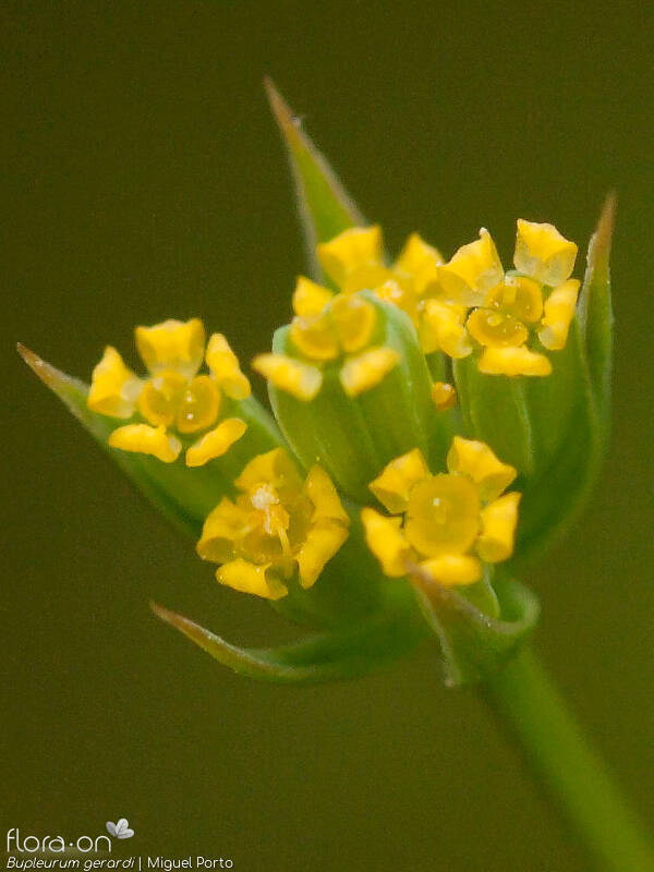Bupleurum gerardi - Flor (close-up) | Miguel Porto; CC BY-NC 4.0