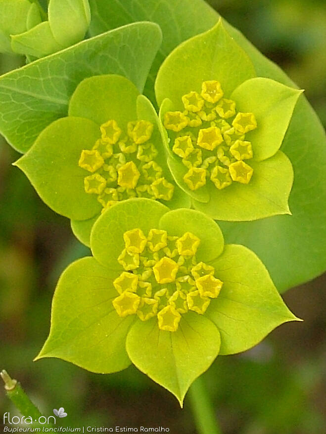 Bupleurum lancifolium - Flor (geral) | Cristina Estima Ramalho; CC BY-NC 4.0