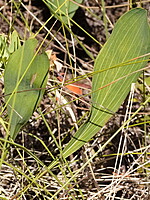 Bupleurum rigidum