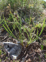 Bupleurum rigidum