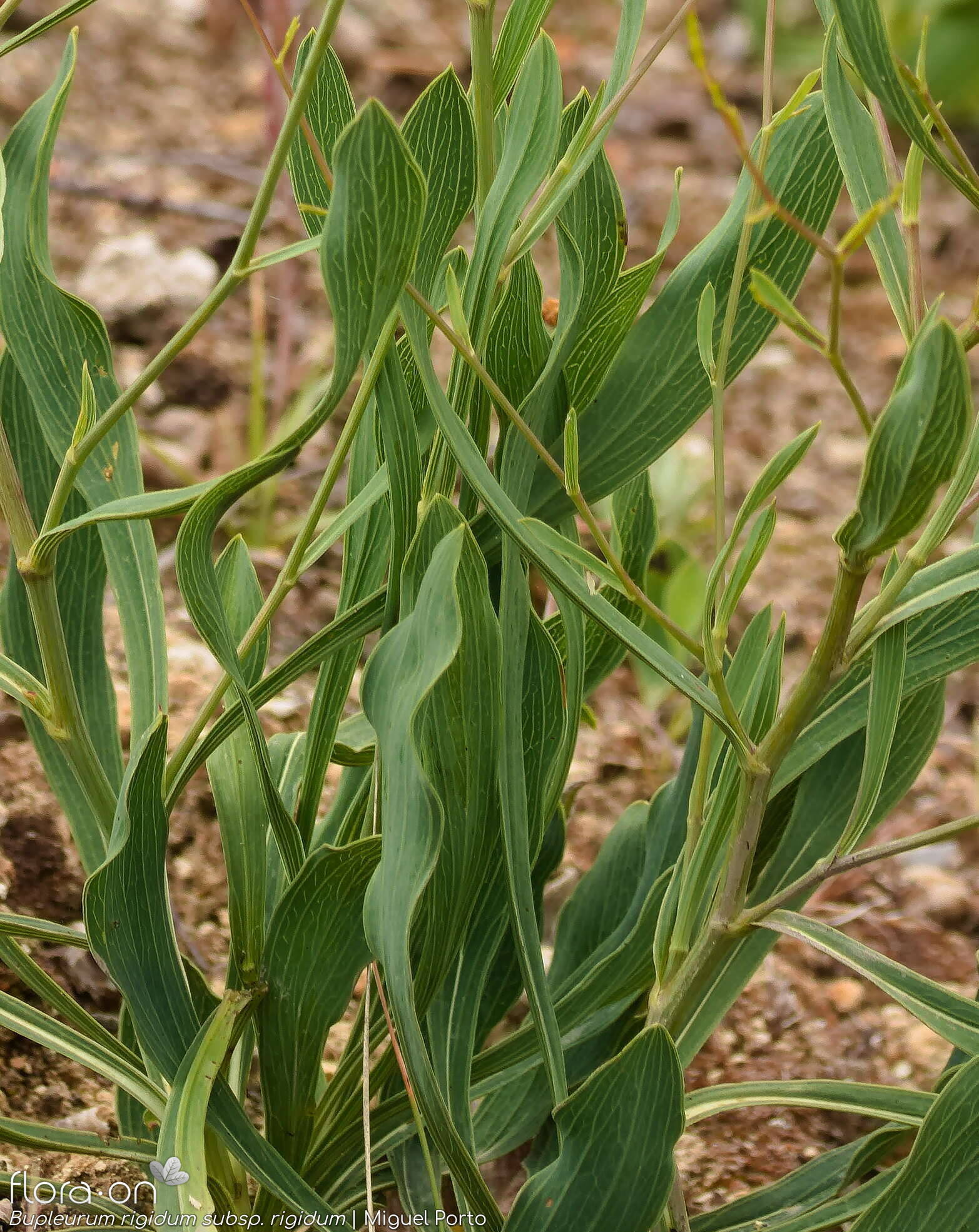 Bupleurum rigidum - Folha (geral) | Miguel Porto; CC BY-NC 4.0