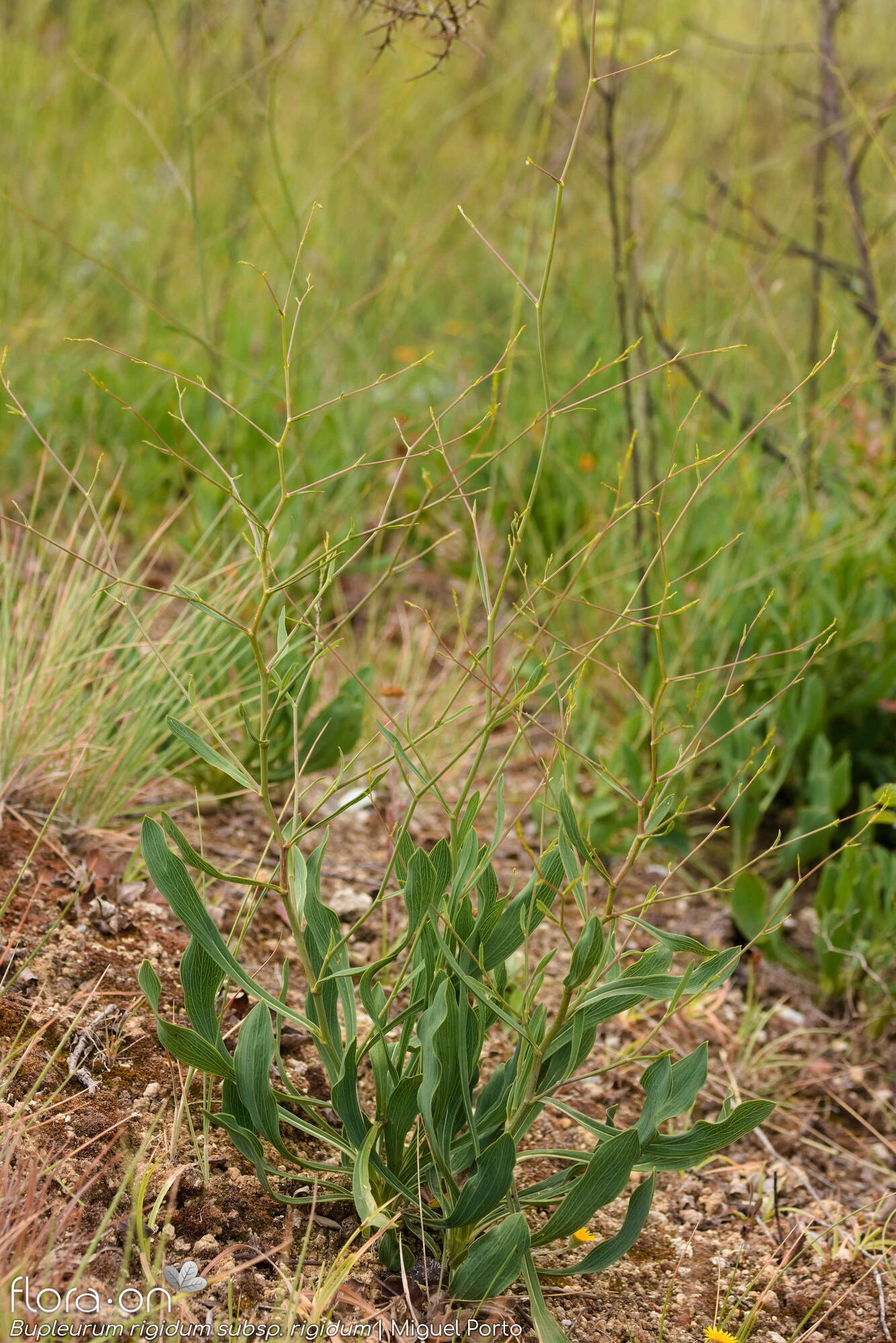 Bupleurum rigidum - Hábito | Miguel Porto; CC BY-NC 4.0