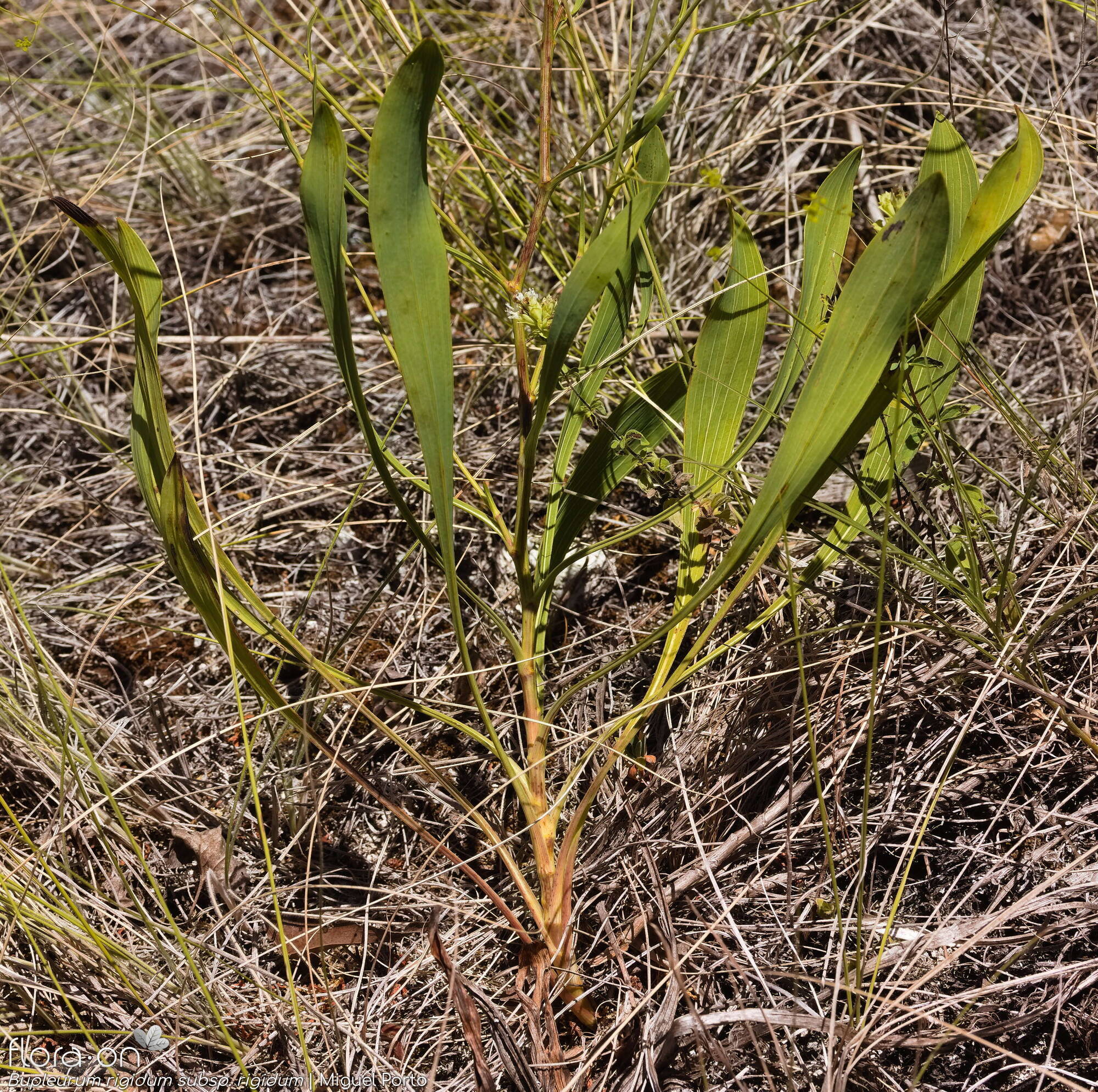 Bupleurum rigidum - Folha (geral) | Miguel Porto; CC BY-NC 4.0