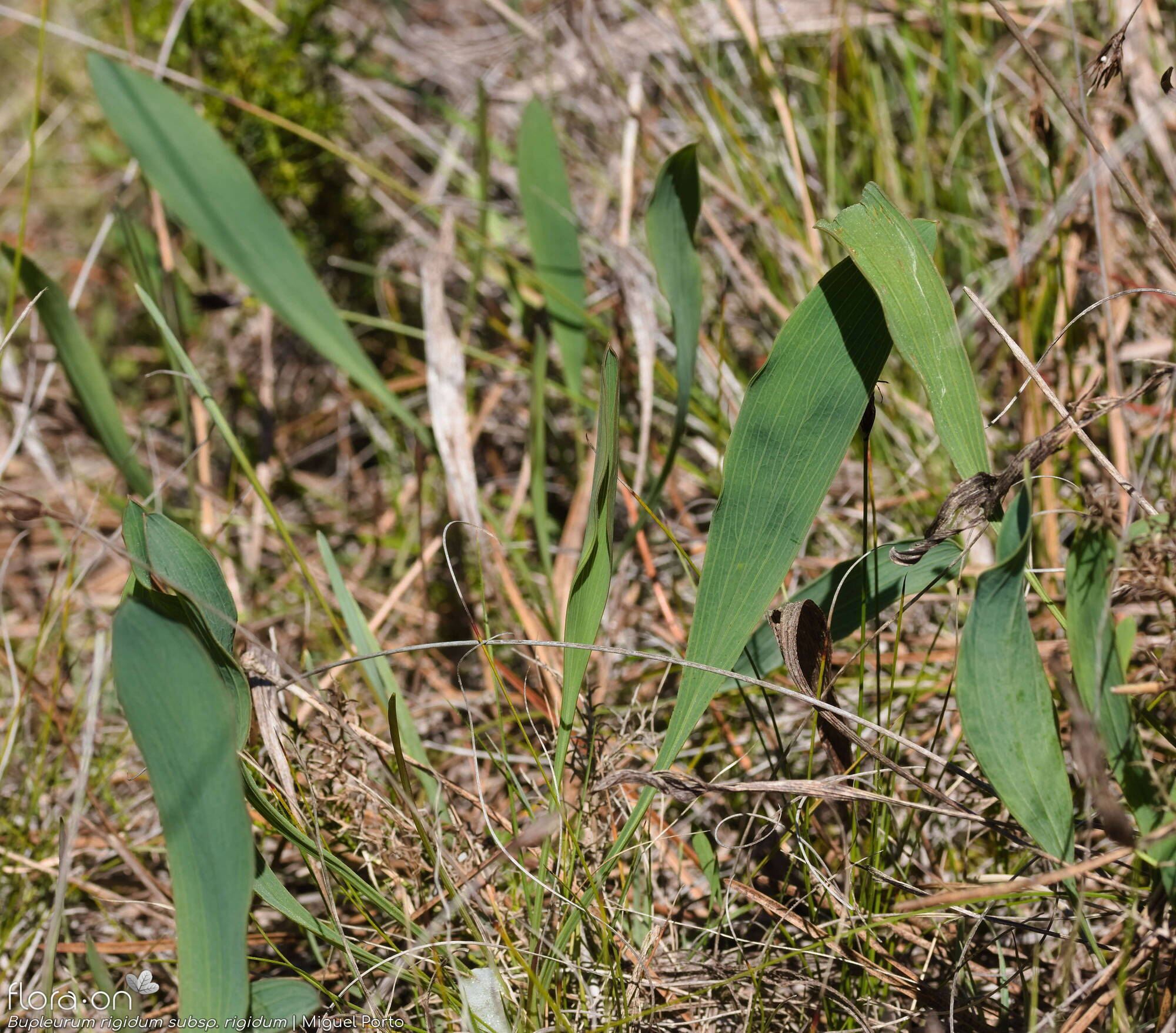 Bupleurum rigidum - Folha (geral) | Miguel Porto; CC BY-NC 4.0