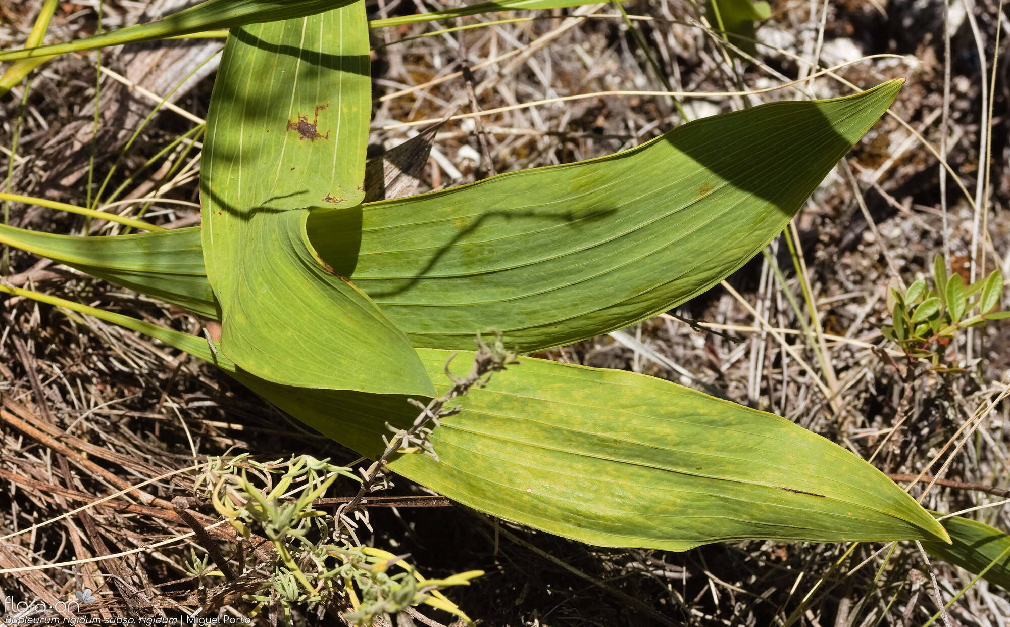 Bupleurum rigidum - Folha | Miguel Porto; CC BY-NC 4.0