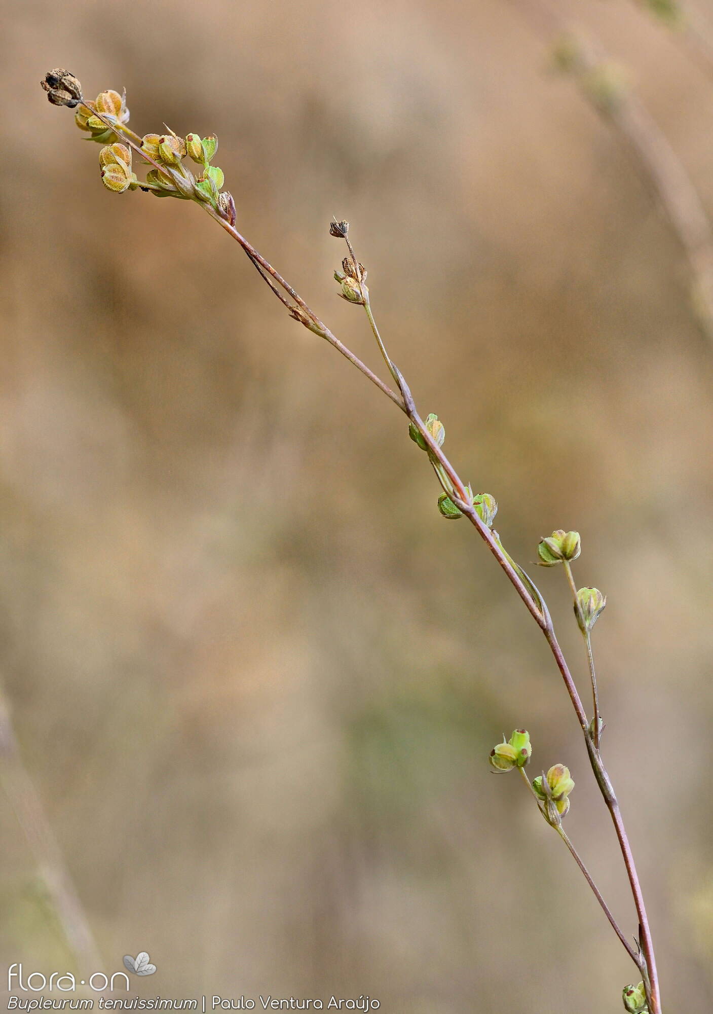 Bupleurum tenuissimum - Flor (geral) | Paulo Ventura Araújo; CC BY-NC 4.0