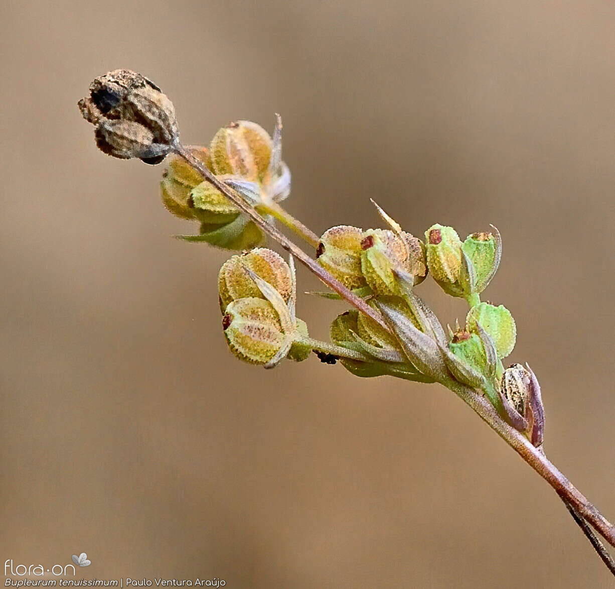 Bupleurum tenuissimum - Fruto | Paulo Ventura Araújo; CC BY-NC 4.0