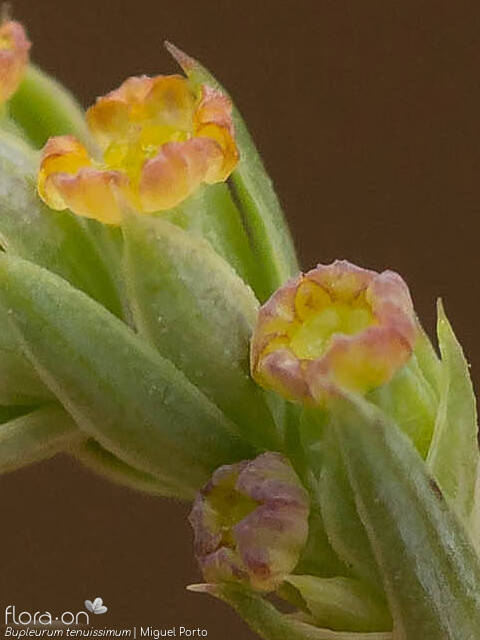 Bupleurum tenuissimum - Flor (close-up) | Miguel Porto; CC BY-NC 4.0