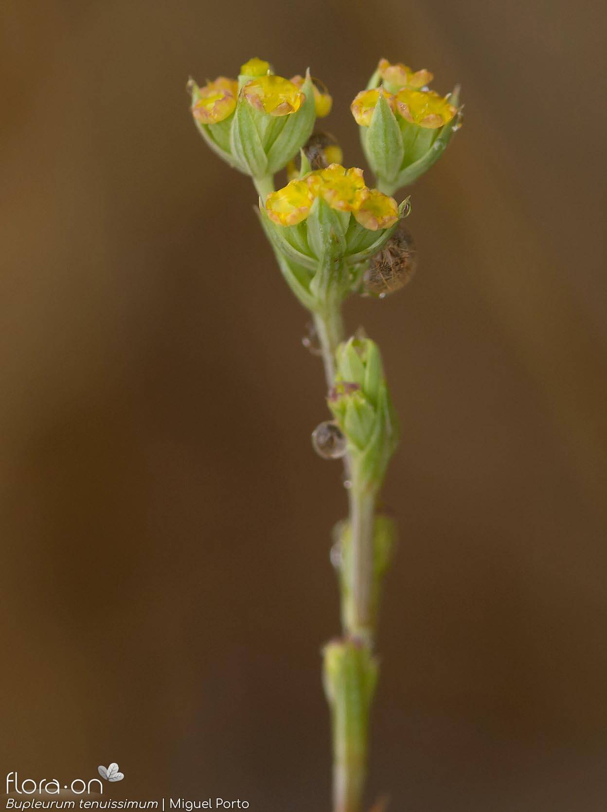 Bupleurum tenuissimum - Flor (close-up) | Miguel Porto; CC BY-NC 4.0