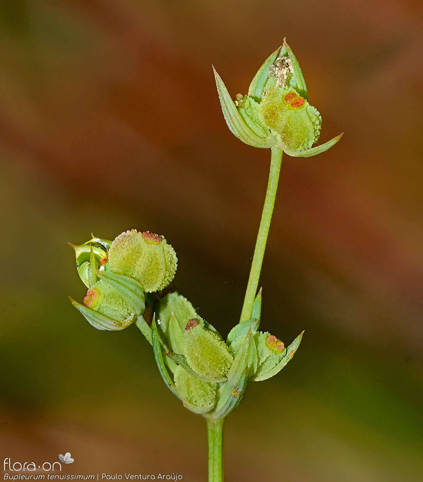 Bupleurum tenuissimum - Fruto | Paulo Ventura Araújo; CC BY-NC 4.0