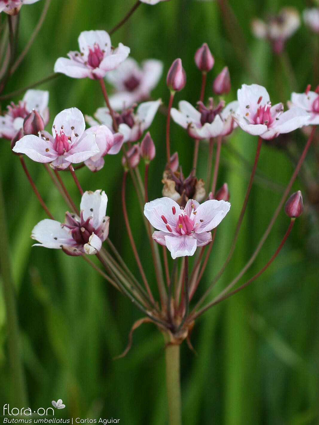 Butomus umbellatus