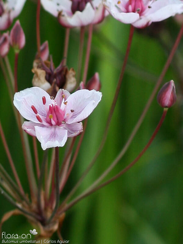 Butomus umbellatus - Flor (close-up) | Carlos Aguiar; CC BY-NC 4.0