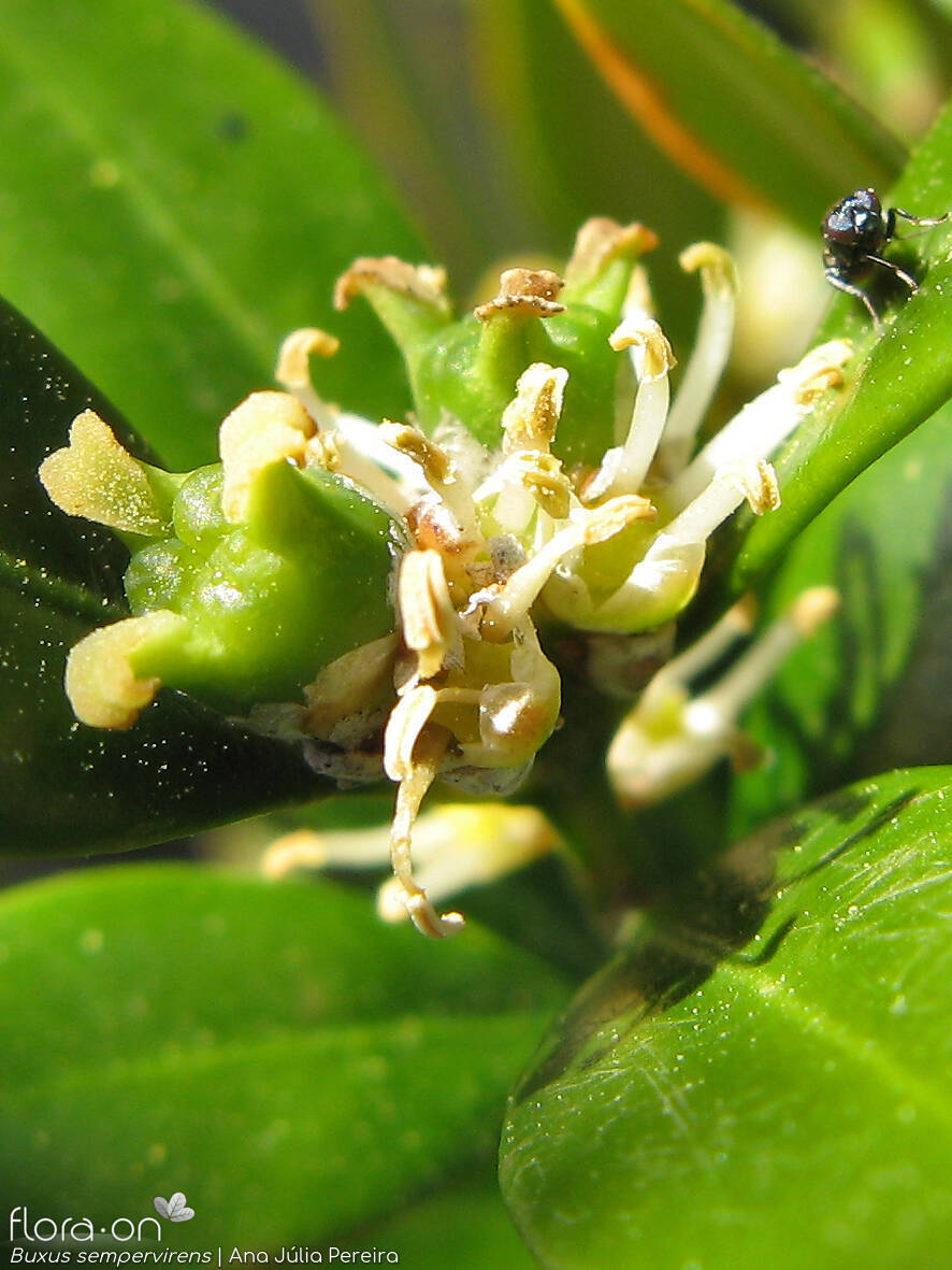 Buxus sempervirens - Flor (close-up) | Ana Júlia Pereira; CC BY-NC 4.0