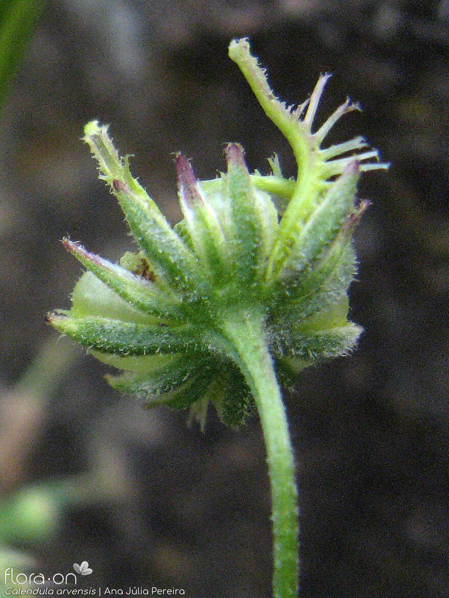 Calendula arvensis - Capítulo frutífero | Ana Júlia Pereira; CC BY-NC 4.0