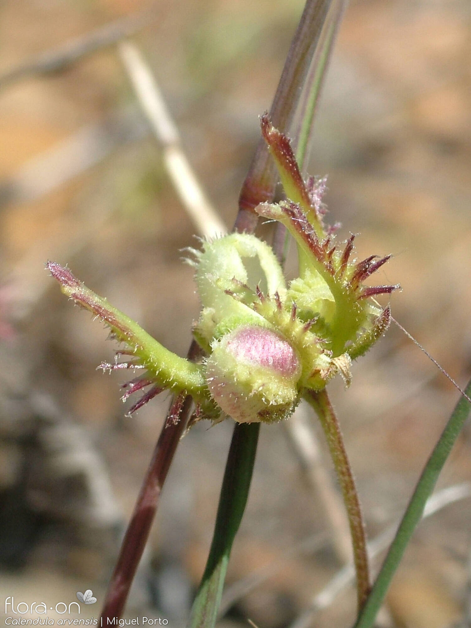 Calendula arvensis - Capítulo frutífero | Miguel Porto; CC BY-NC 4.0