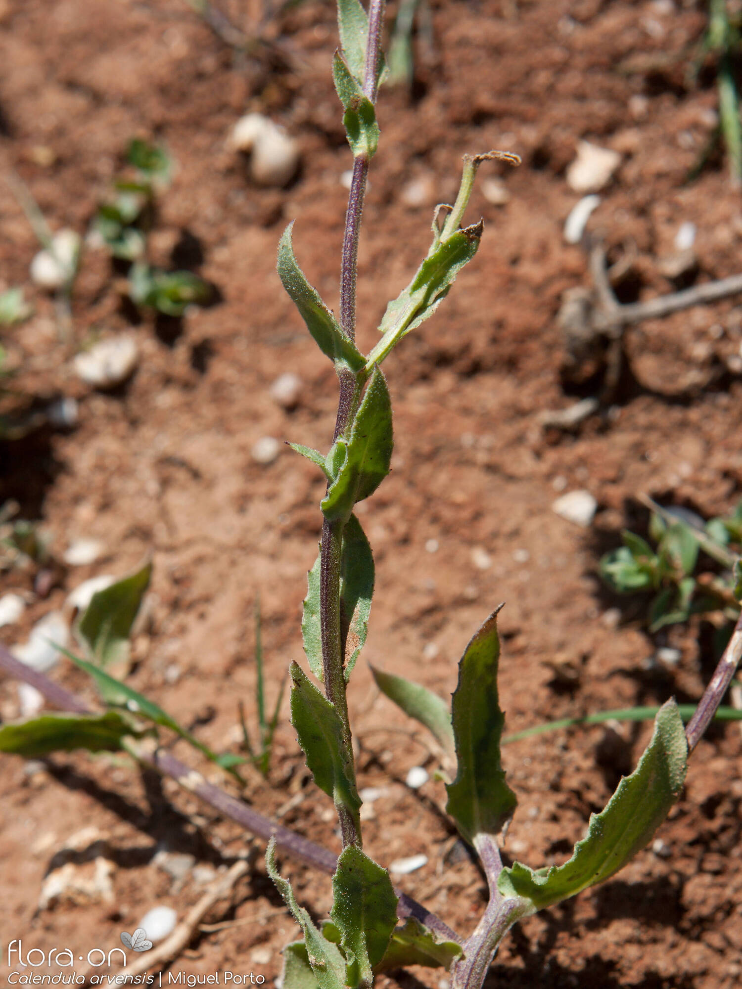 Calendula arvensis - Hábito | Miguel Porto; CC BY-NC 4.0