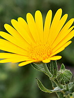 Calendula suffruticosa