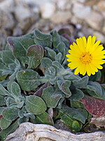 Calendula suffruticosa