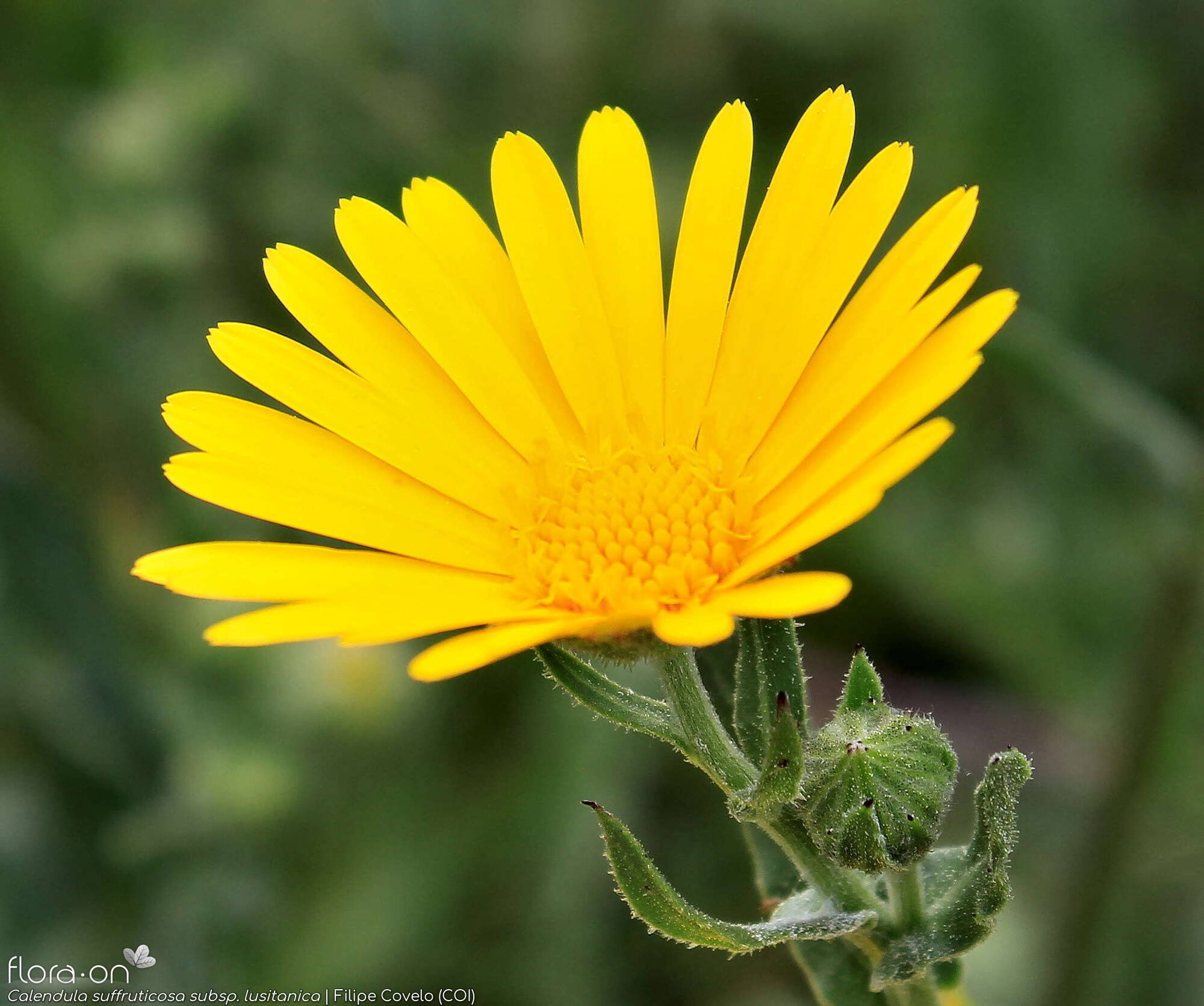 Calendula suffruticosa - Capítulo | Filipe Covelo; CC BY-NC 4.0