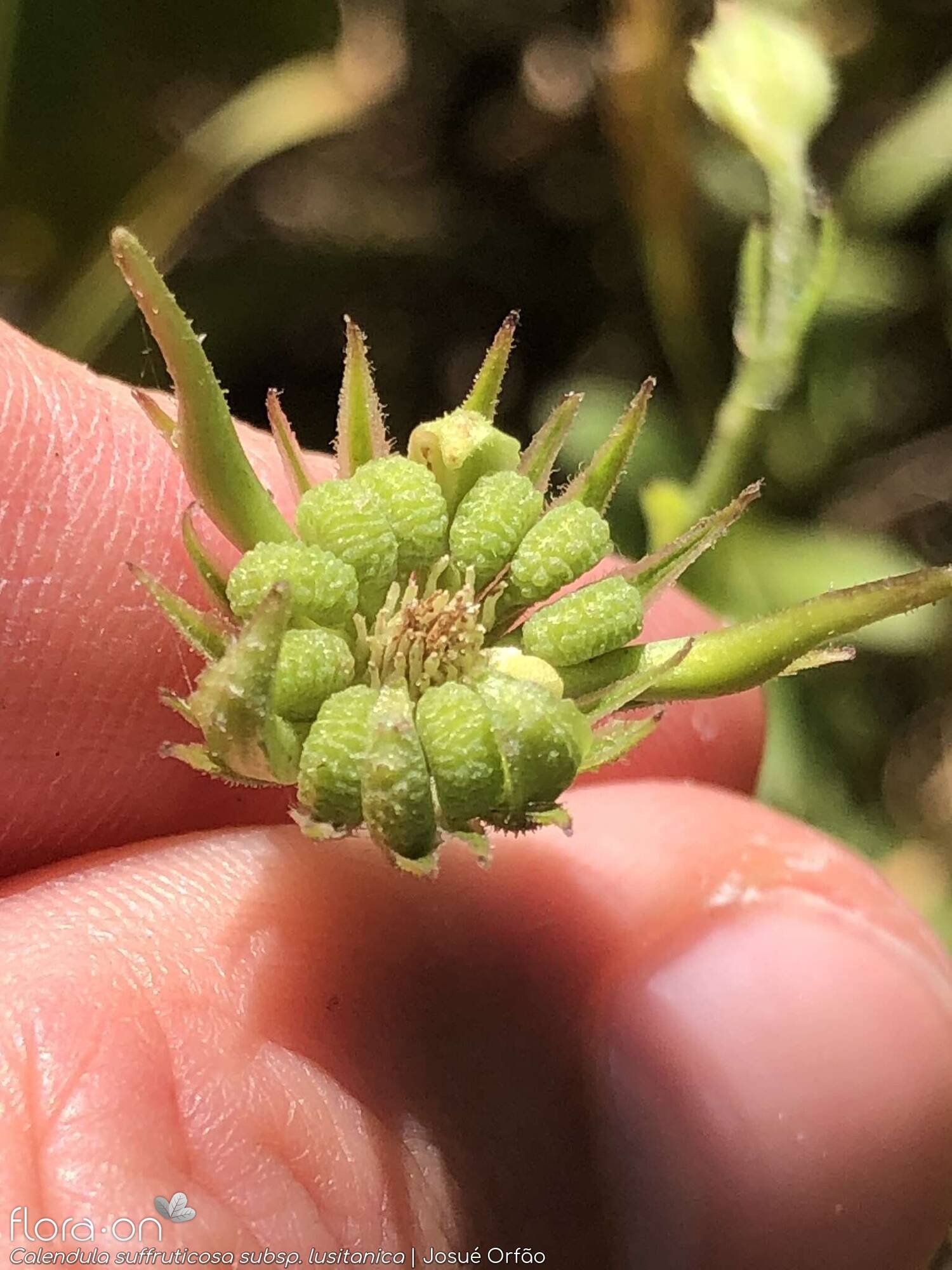 Calendula suffruticosa - Capítulo frutífero | Josué Orfão; CC BY-NC 4.0