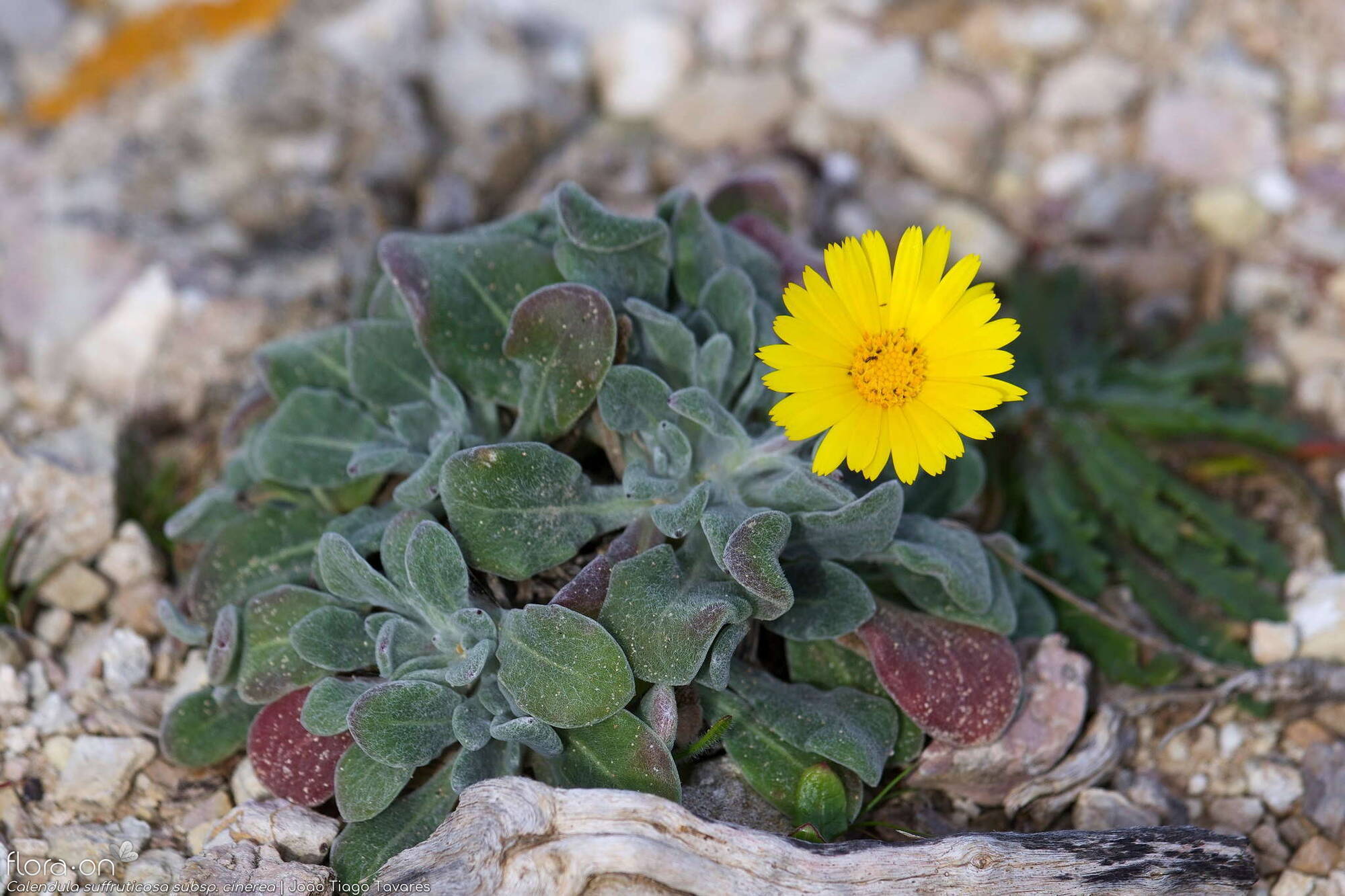 Calendula suffruticosa - Hábito | João Tiago Tavares; CC BY-NC 4.0