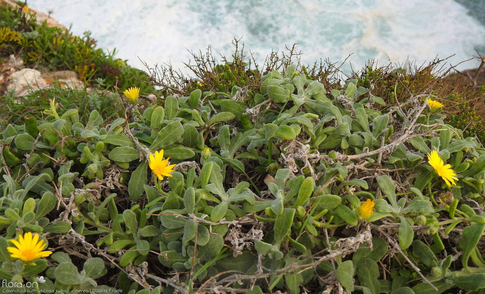 Calendula suffruticosa - Hábito | Duarte Frade; CC BY-NC 4.0