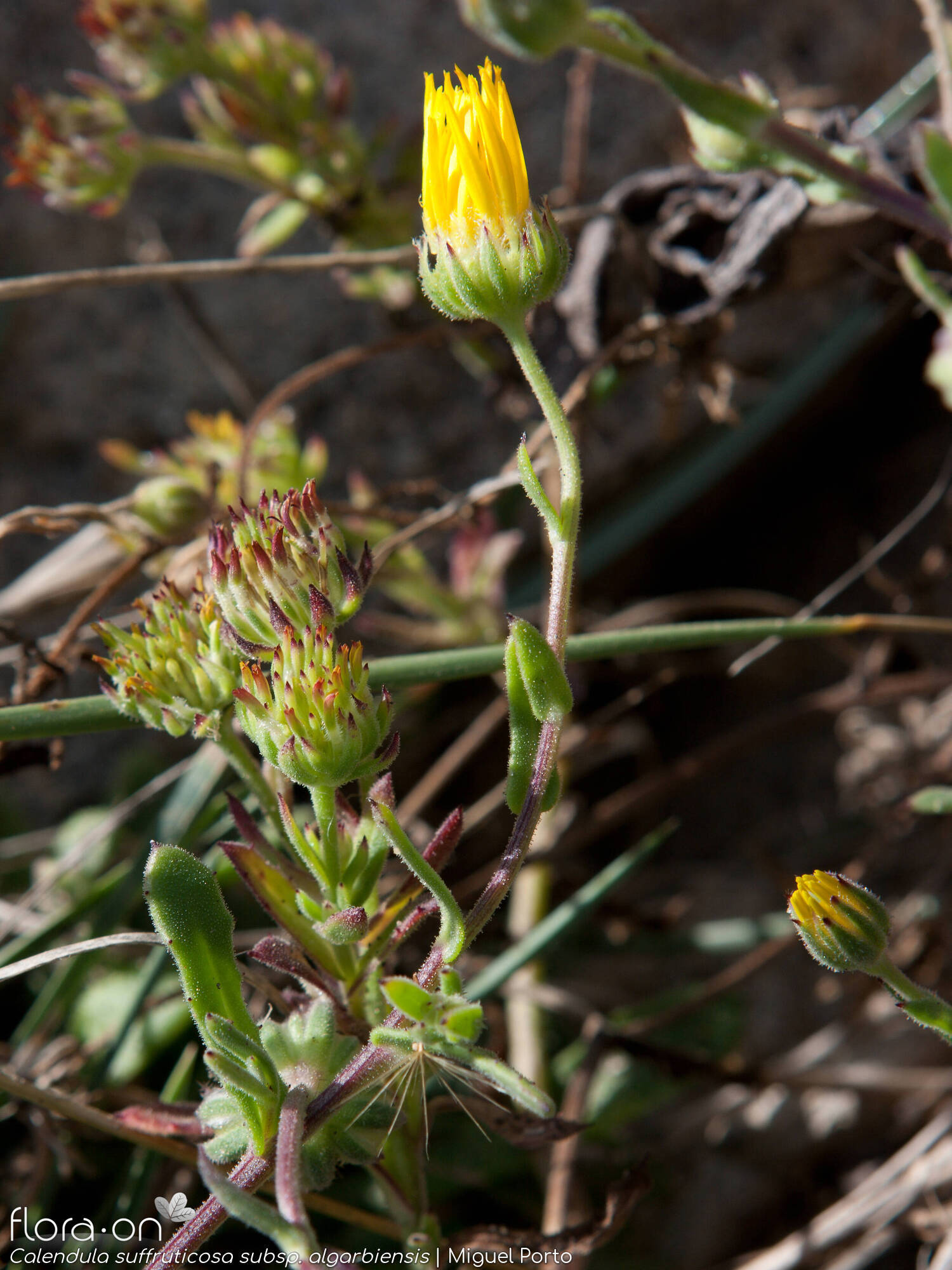 Calendula suffruticosa - Flor (geral) | Miguel Porto; CC BY-NC 4.0