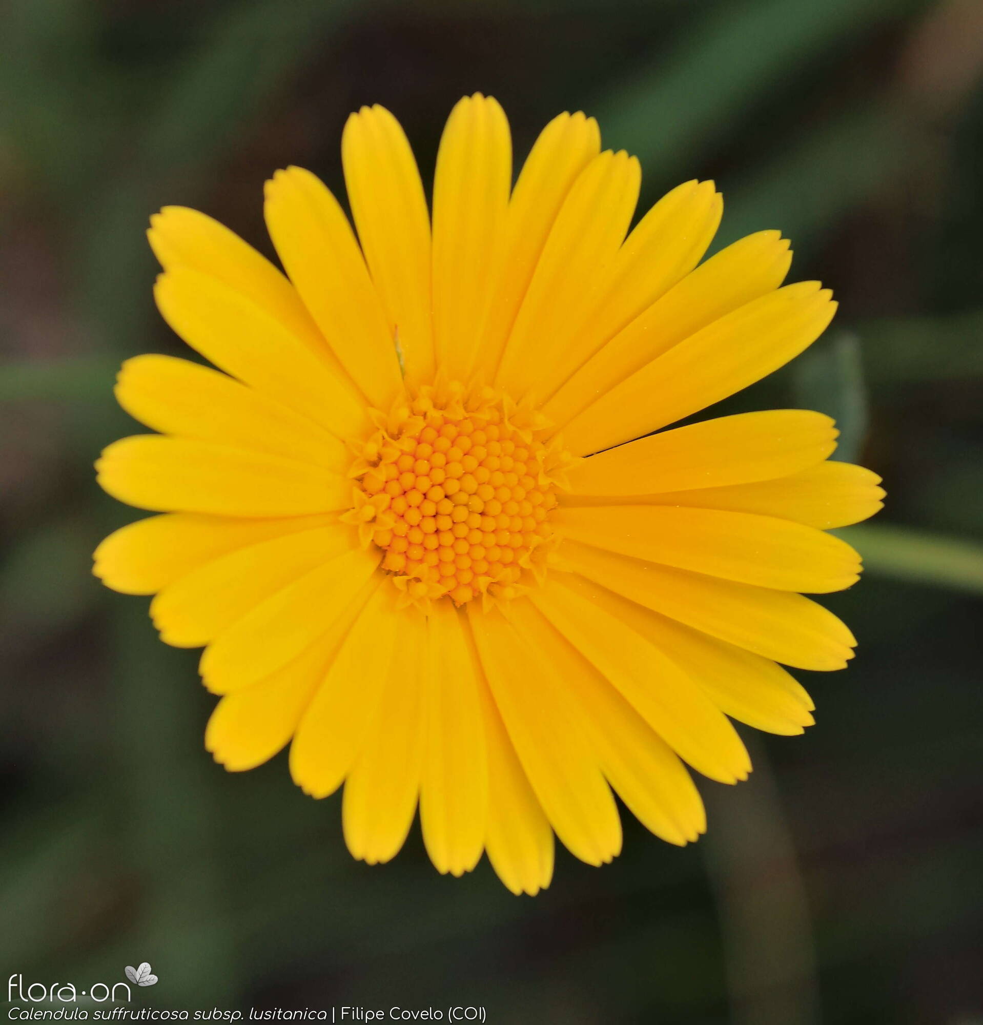 Calendula suffruticosa - Capítulo | Filipe Covelo; CC BY-NC 4.0
