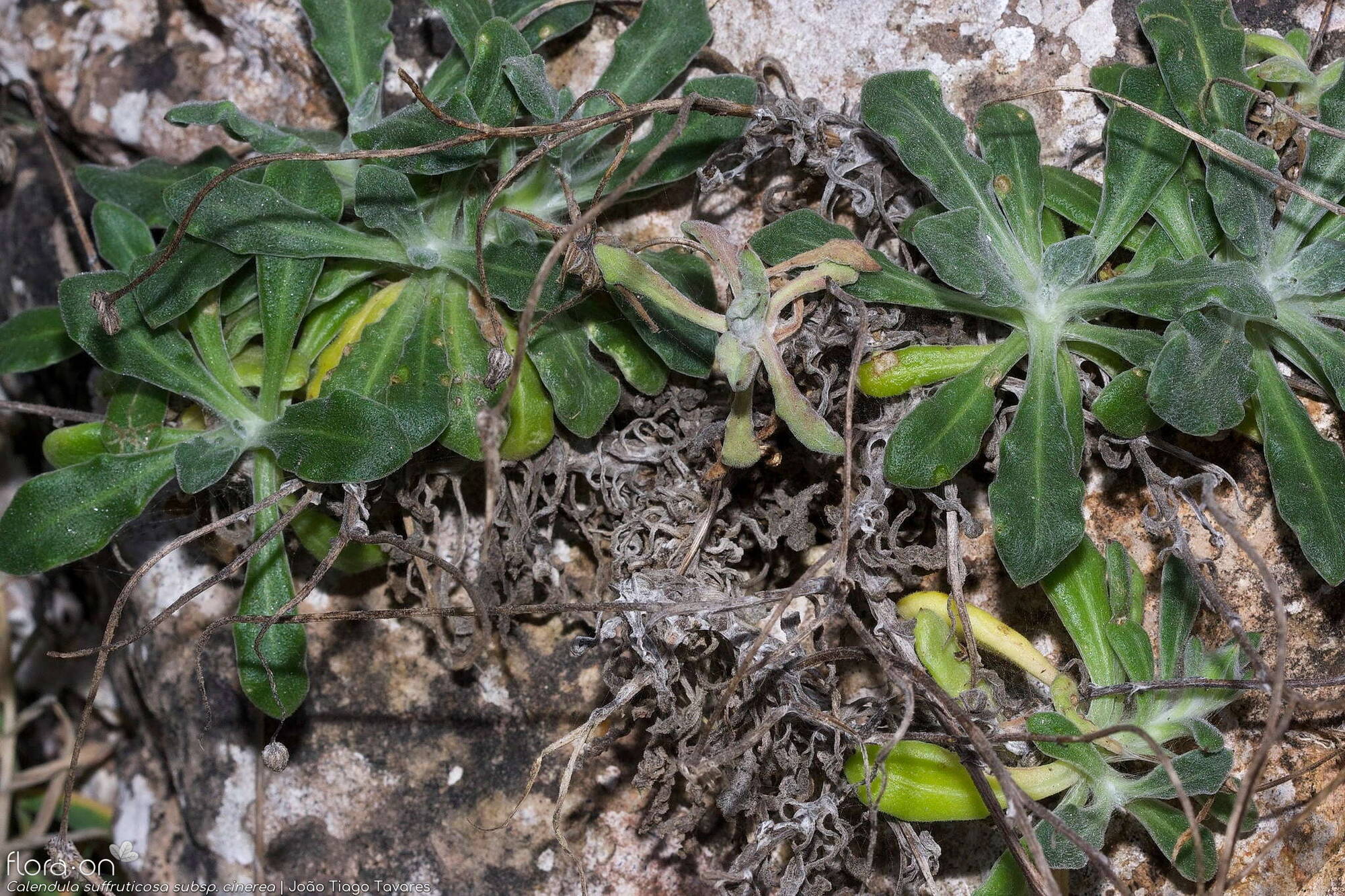 Calendula suffruticosa - Folha (geral) | João Tiago Tavares; CC BY-NC 4.0