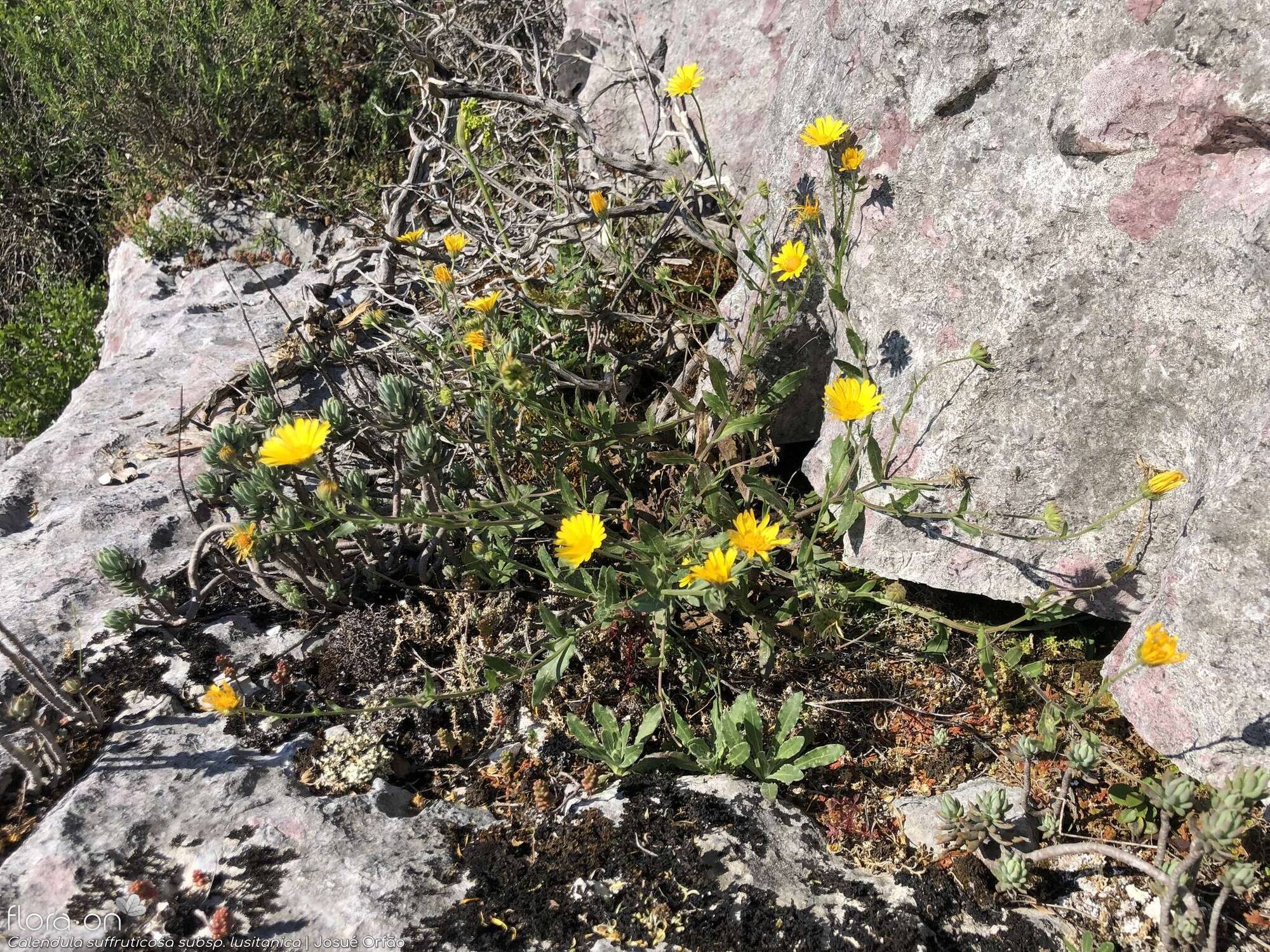 Calendula suffruticosa - Hábito | Josué Orfão; CC BY-NC 4.0