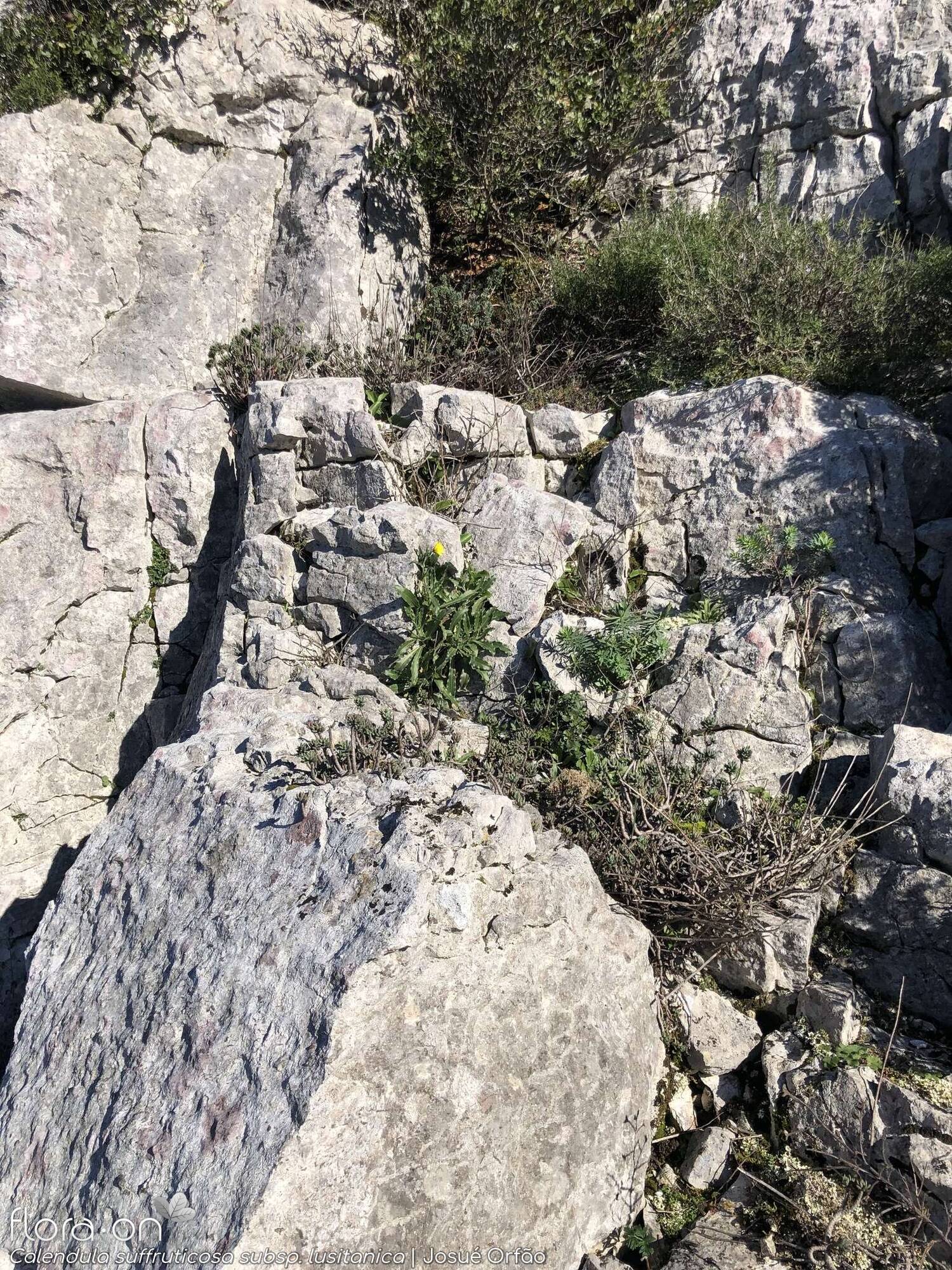 Calendula suffruticosa - Habitat | Josué Orfão; CC BY-NC 4.0