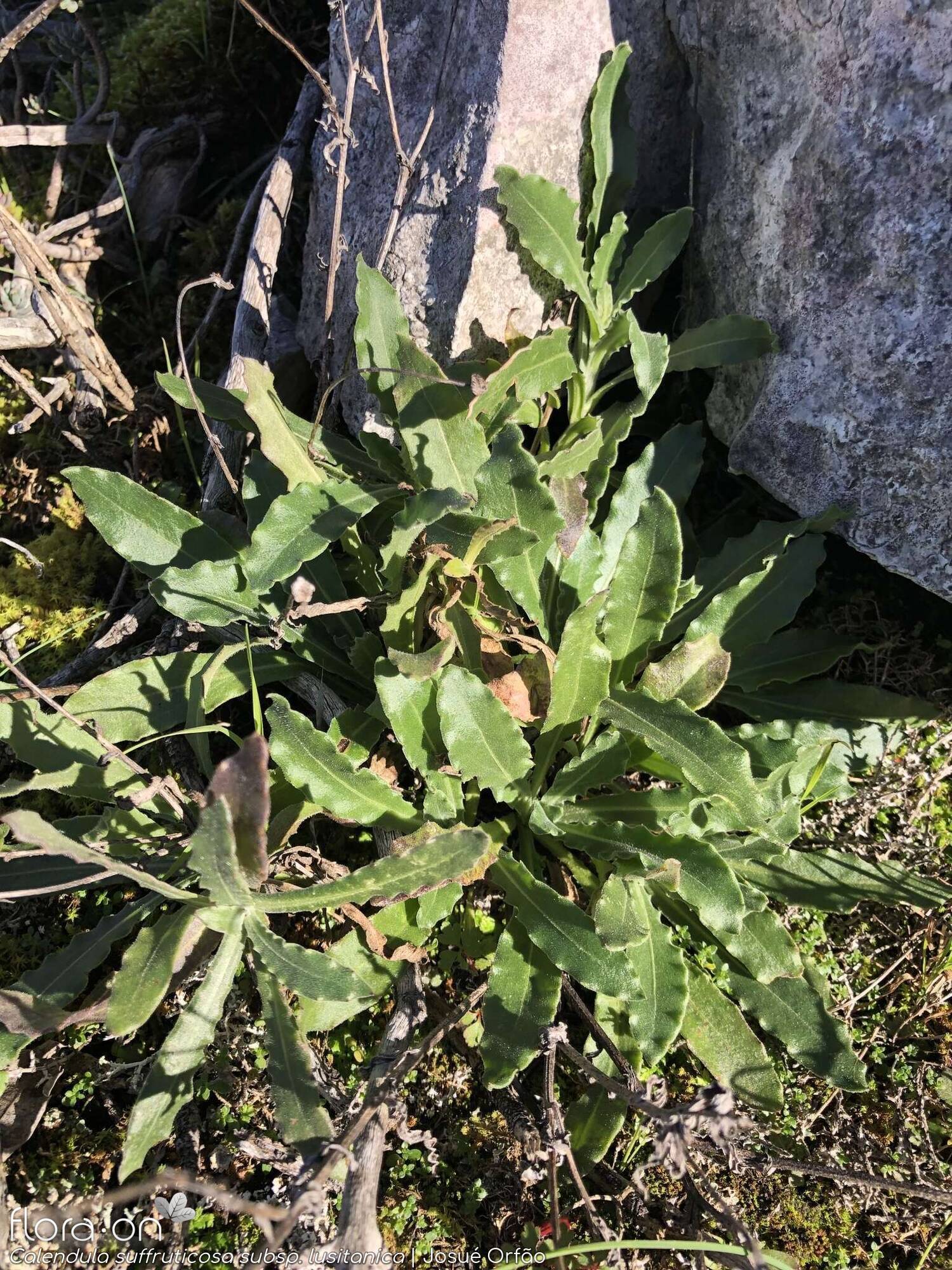 Calendula suffruticosa - Hábito | Josué Orfão; CC BY-NC 4.0