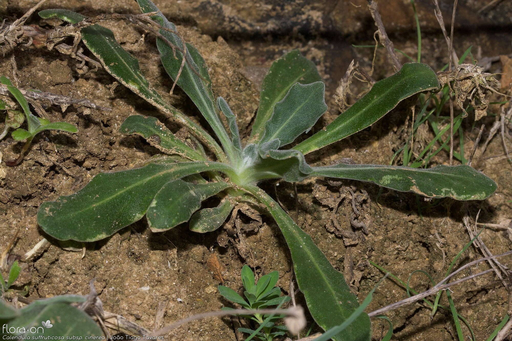 Calendula suffruticosa - Folha (geral) | João Tiago Tavares; CC BY-NC 4.0