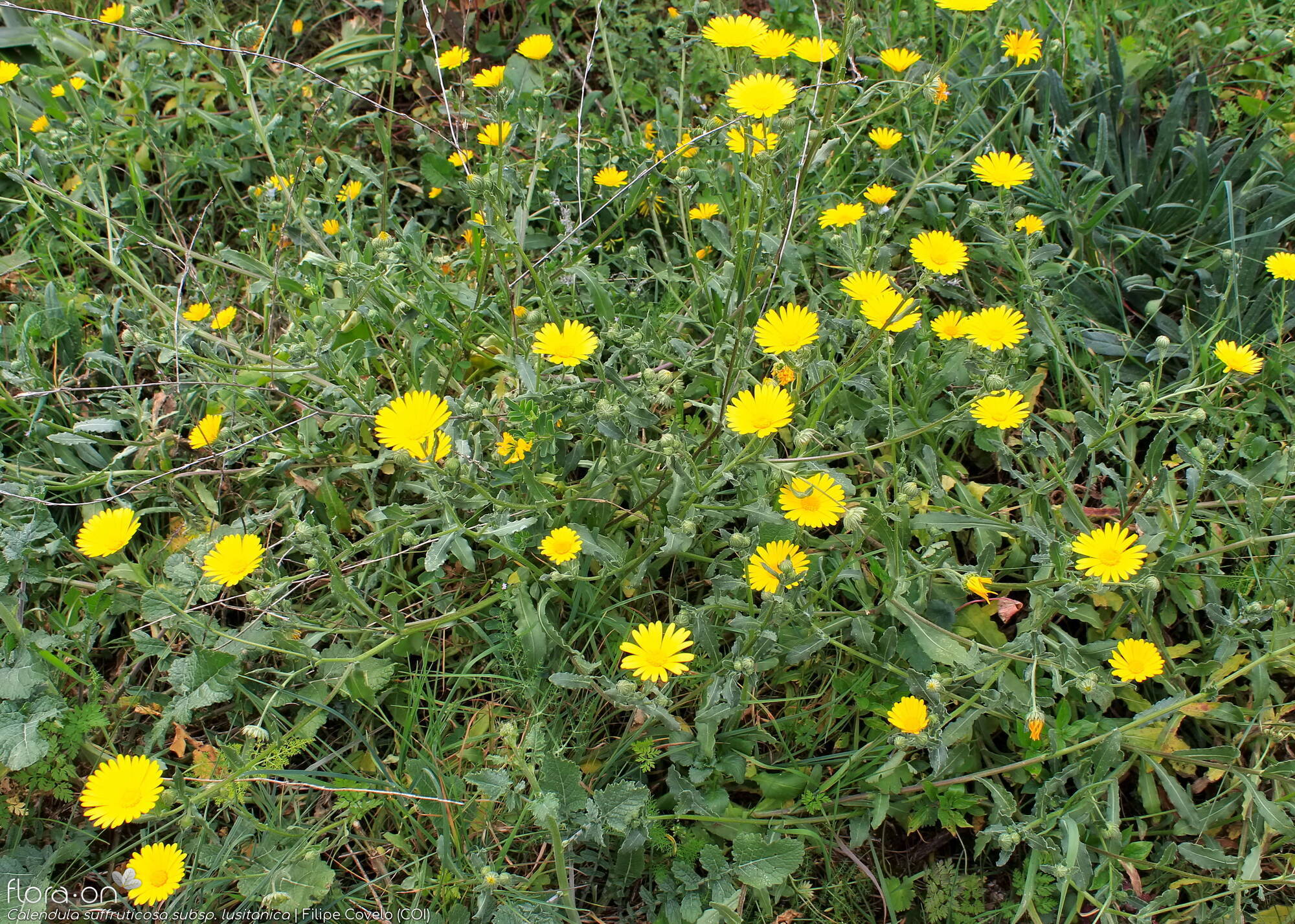 Calendula suffruticosa - Hábito | Filipe Covelo; CC BY-NC 4.0