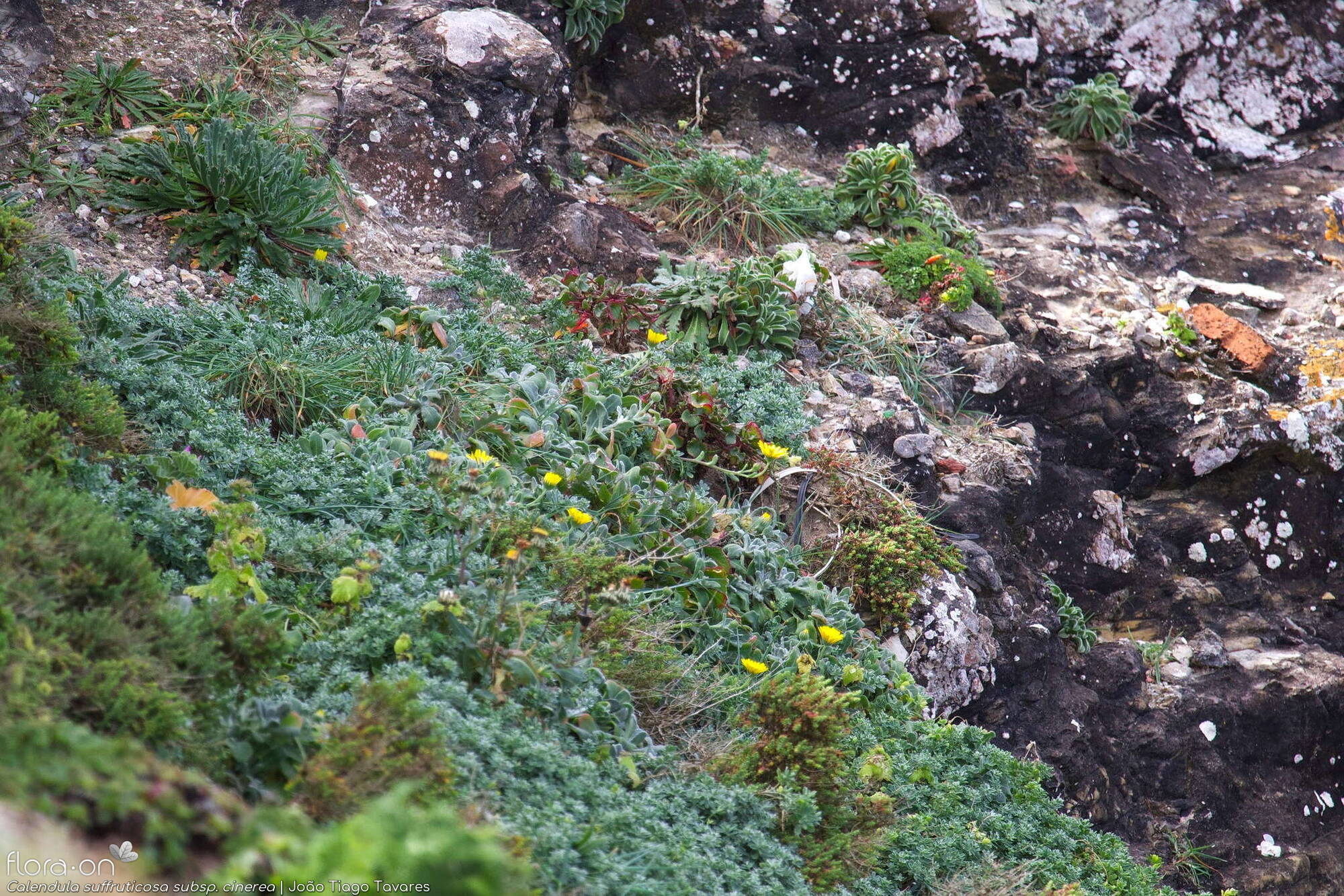 Calendula suffruticosa - Habitat | João Tiago Tavares; CC BY-NC 4.0