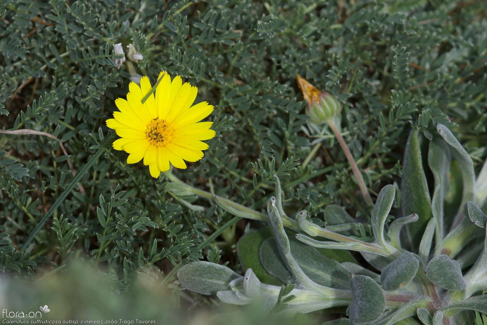 Calendula suffruticosa - Flor (geral) | João Tiago Tavares; CC BY-NC 4.0