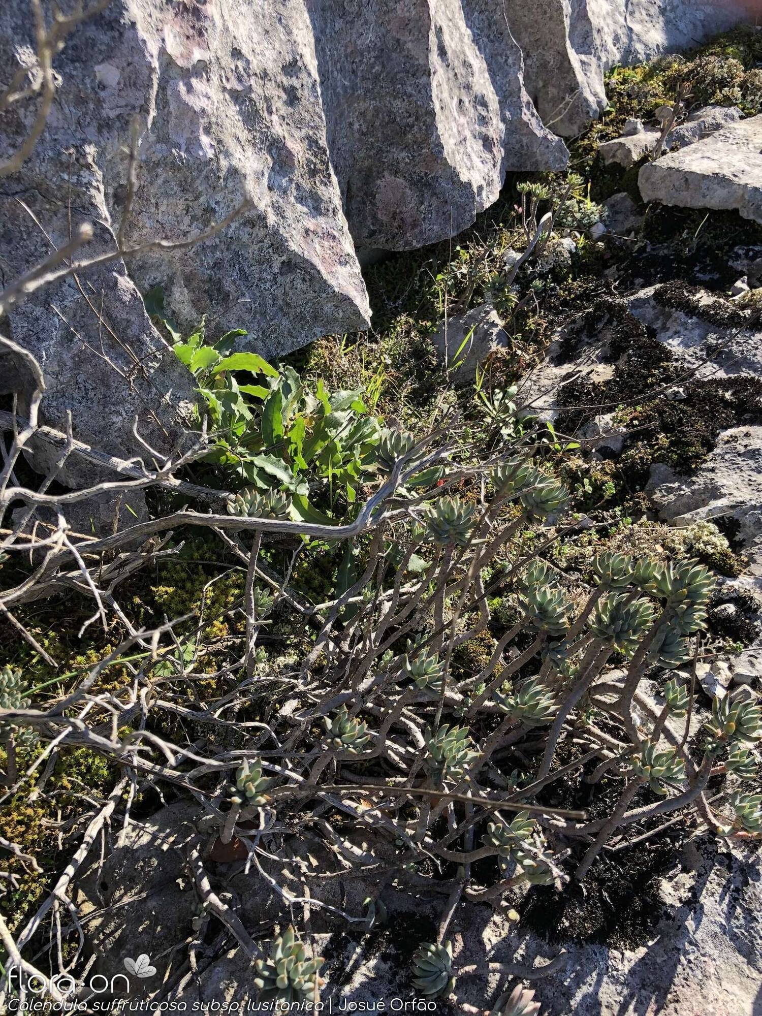 Calendula suffruticosa - Habitat | Josué Orfão; CC BY-NC 4.0