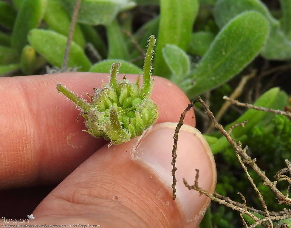 Calendula suffruticosa - Fruto | João Tiago Tavares; CC BY-NC 4.0