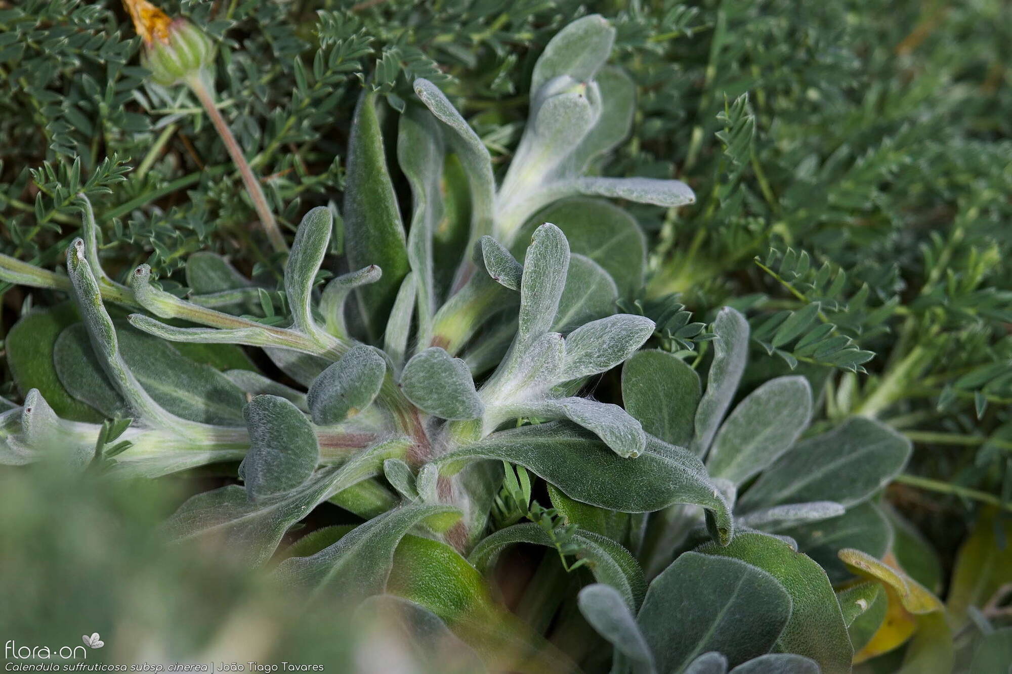 Calendula suffruticosa - Folha (geral) | João Tiago Tavares; CC BY-NC 4.0