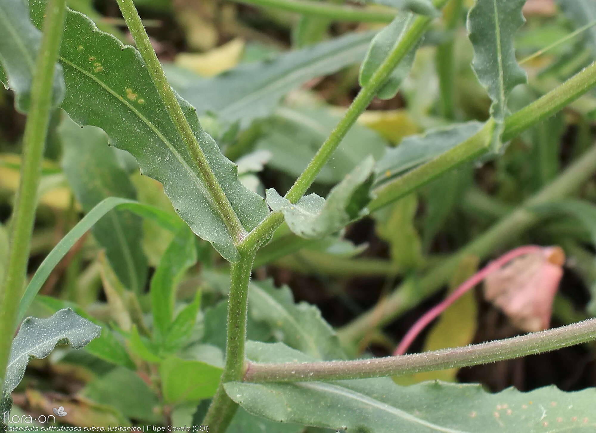 Calendula suffruticosa - Folha | Filipe Covelo; CC BY-NC 4.0