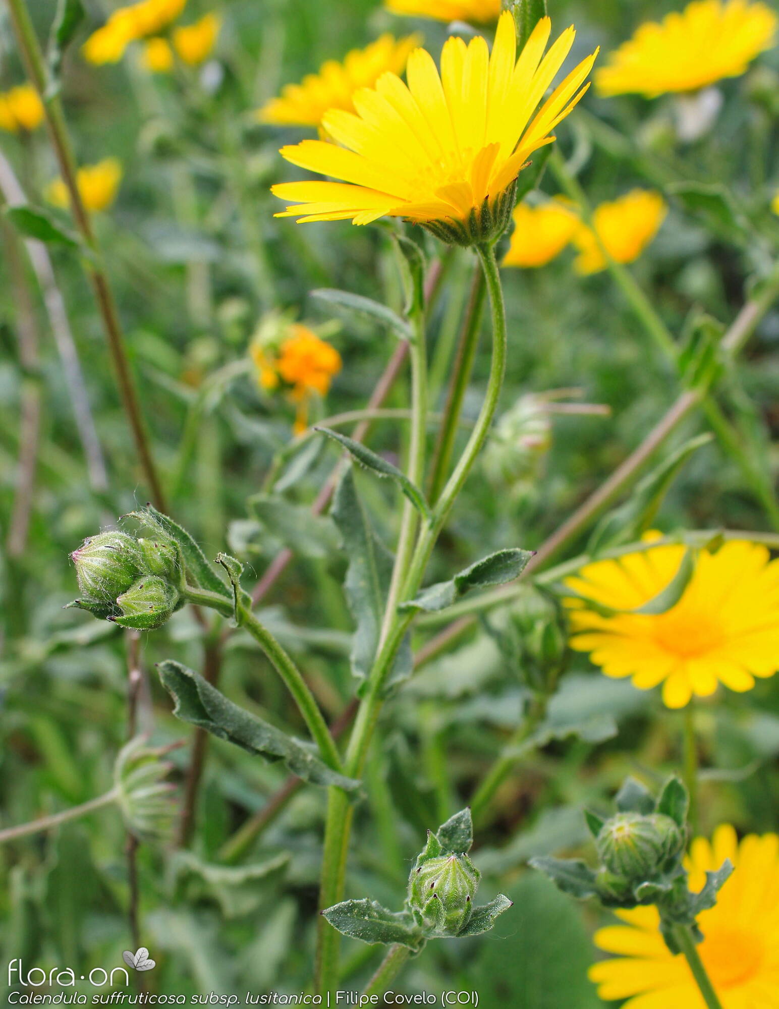 Calendula suffruticosa - Flor (geral) | Filipe Covelo; CC BY-NC 4.0