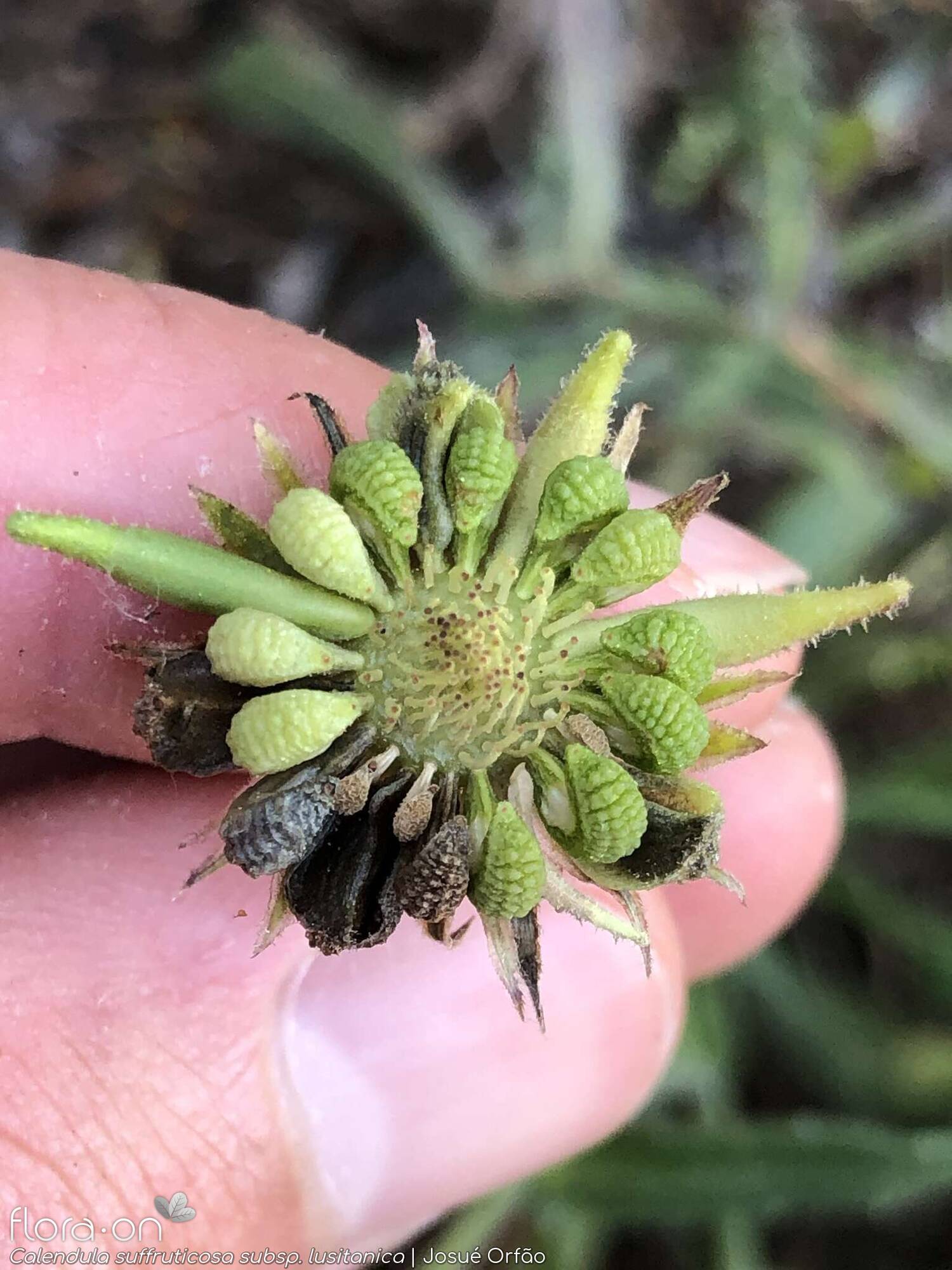 Calendula suffruticosa - Capítulo frutífero | Josué Orfão; CC BY-NC 4.0