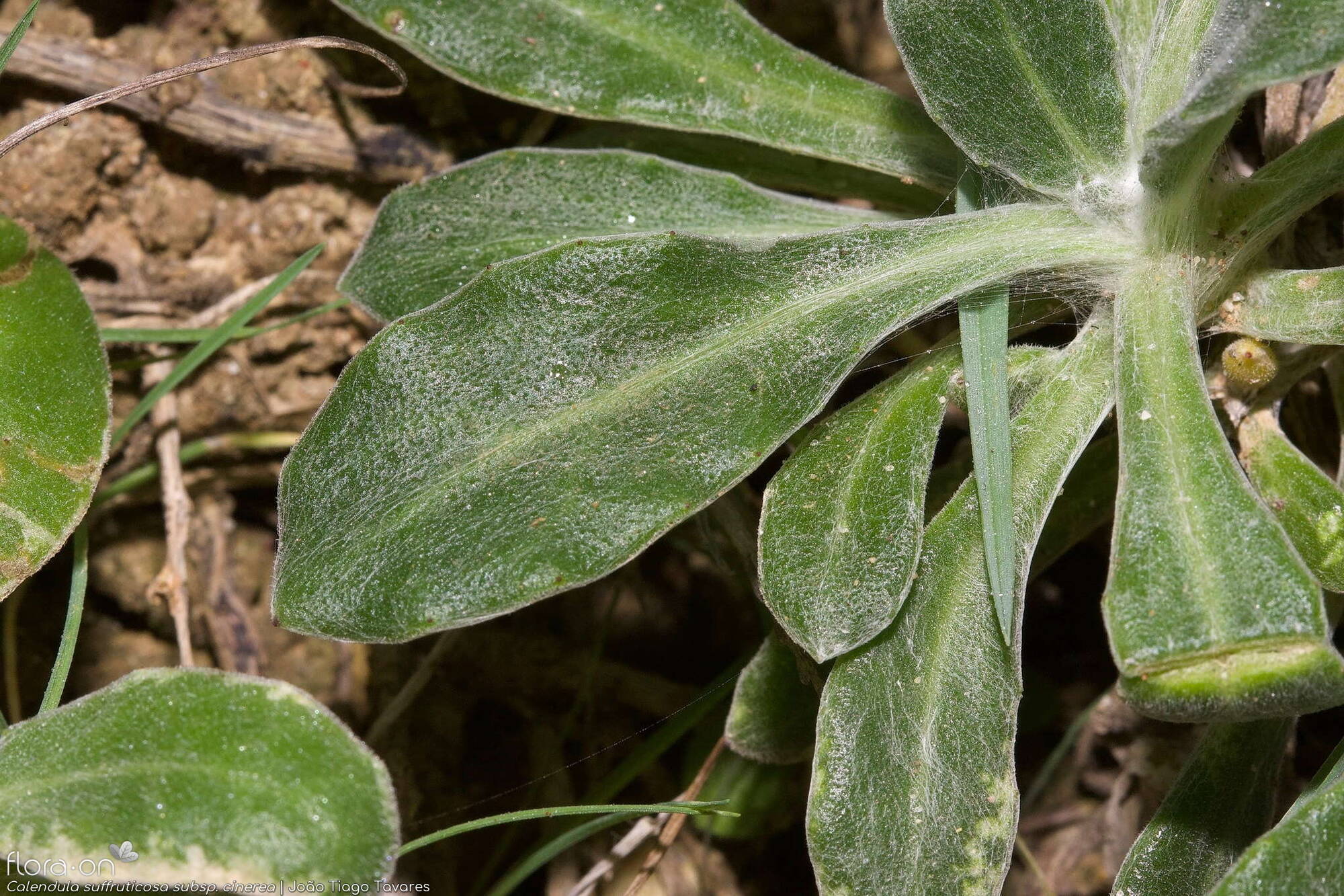 Calendula suffruticosa - Folha | João Tiago Tavares; CC BY-NC 4.0