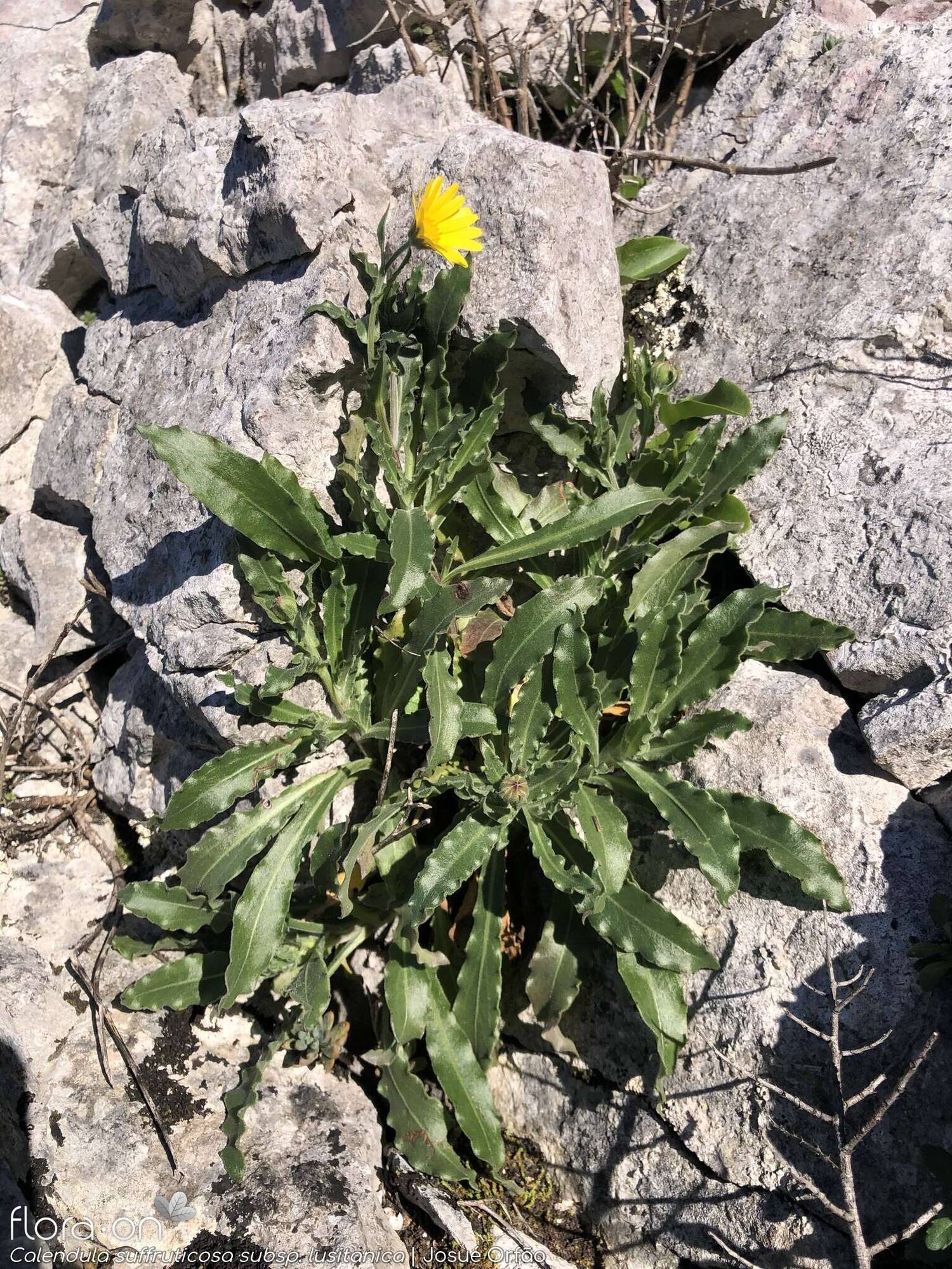 Calendula suffruticosa - Hábito | Josué Orfão; CC BY-NC 4.0