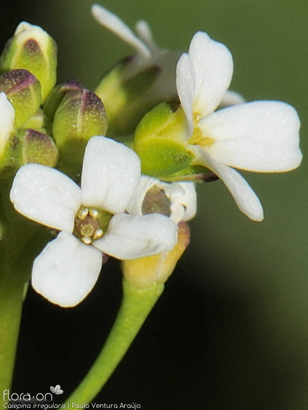 Calepina irregularis - Flor (close-up) | Paulo Ventura Araújo; CC BY-NC 4.0